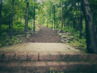 Stone steps lead upwards through a lush, green forest setting with trees on both sides, creating a serene and inviting path.