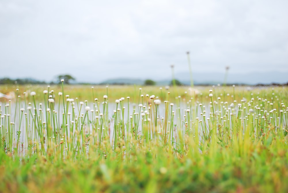 tilt screen photography of white flower near body of water