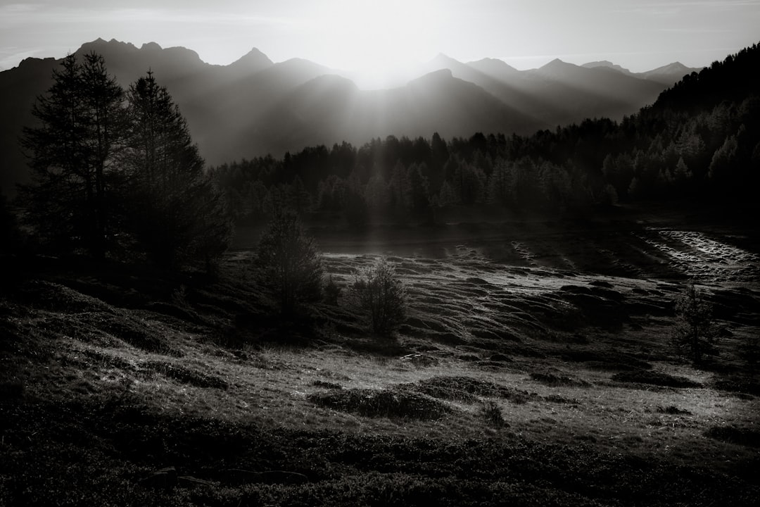 grayscale photography of trees near mountains