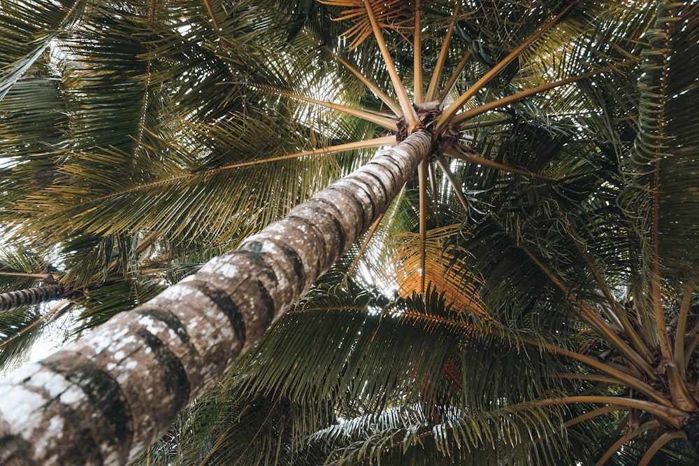 Blick aus einem niedrigen Winkel auf die Kokospalme