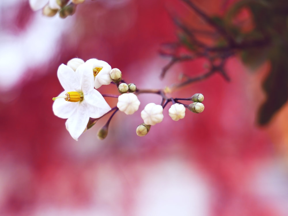 selective focus photography of white petaled flower