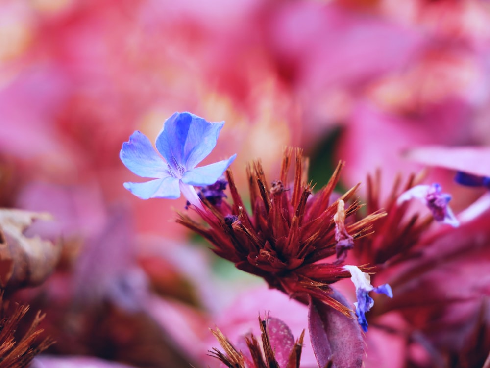 purple 5-petaled flower