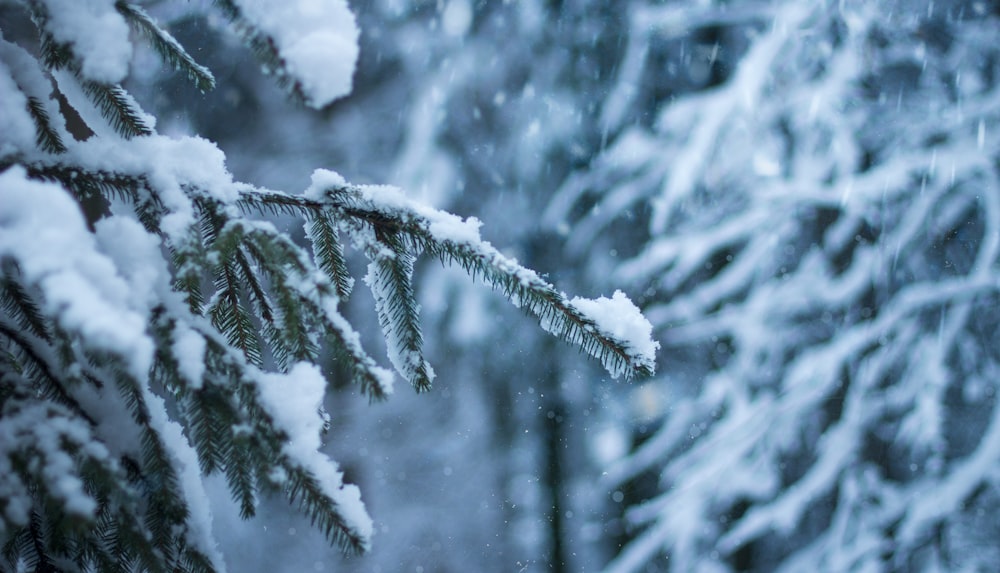 snow covered pine tree in selective focus photographyt