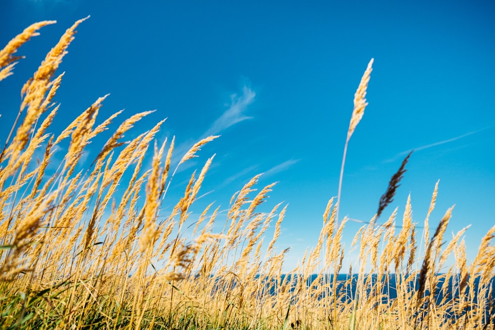 brown wheat grass