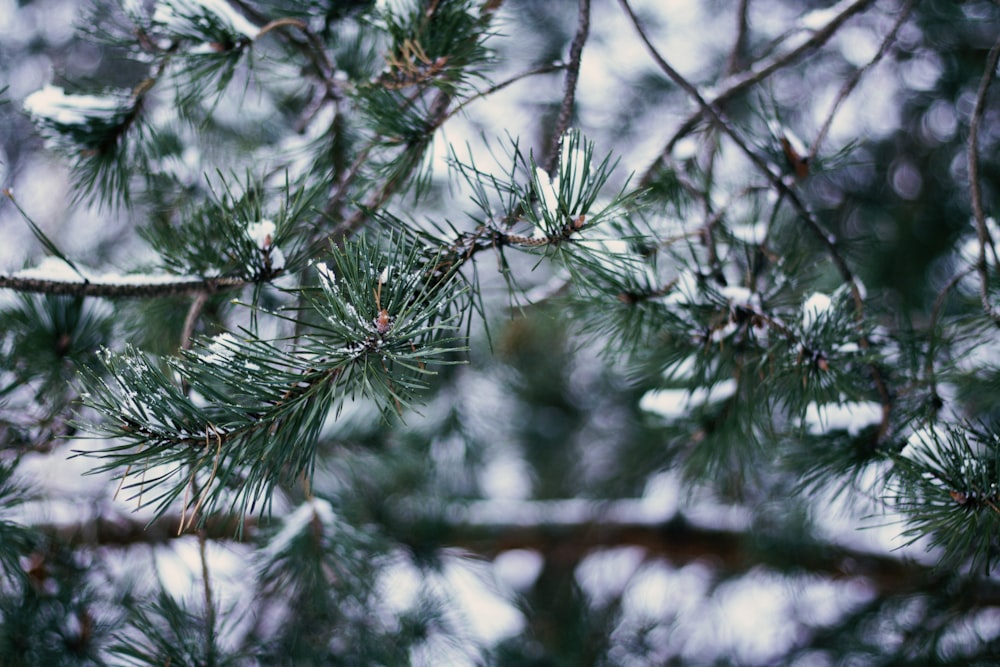 green leaves