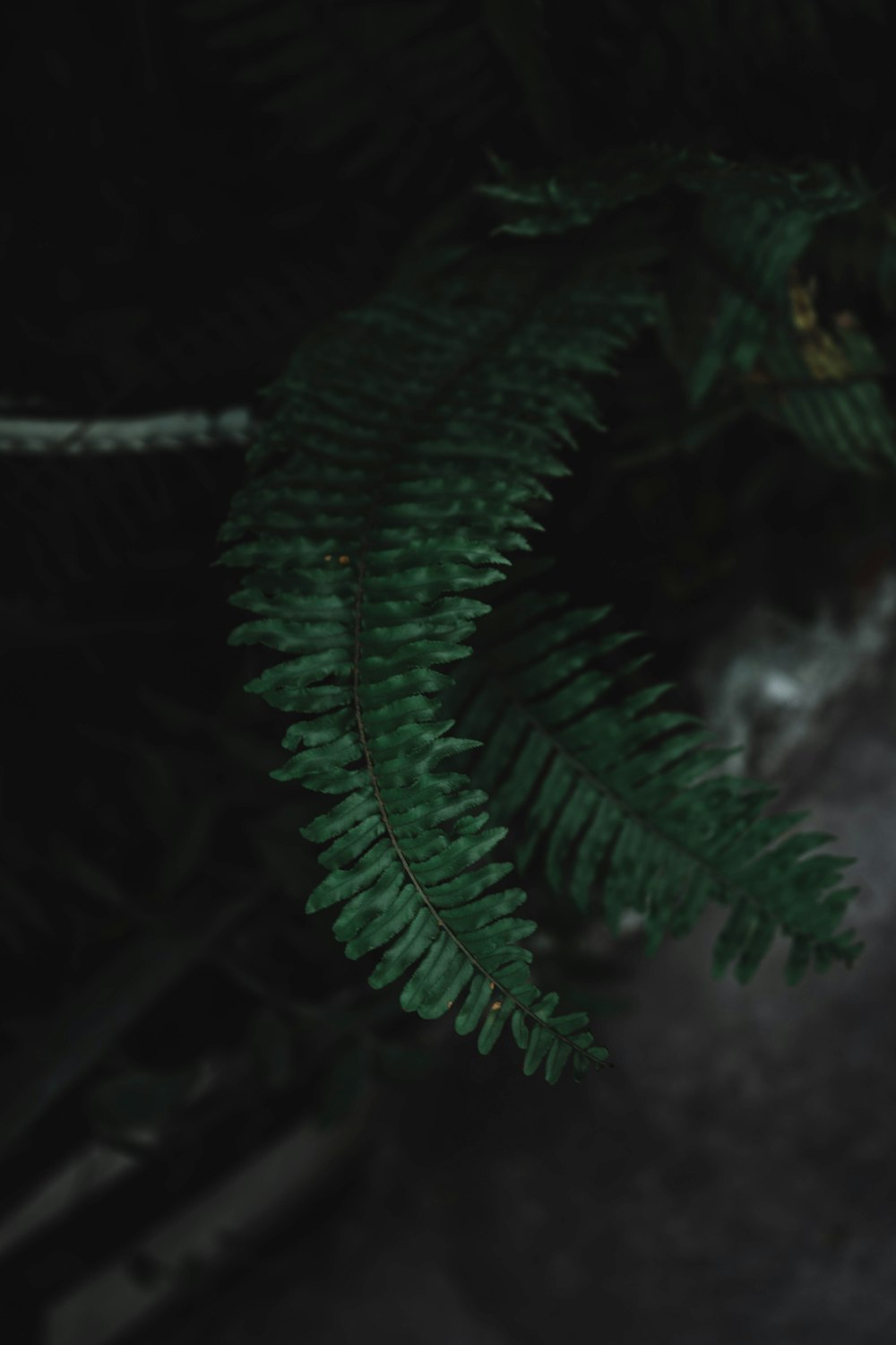 shallow focus photography of green fern plant