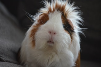Health Vibes - pets give you unconditional love, reduce stress & increase happy hormone