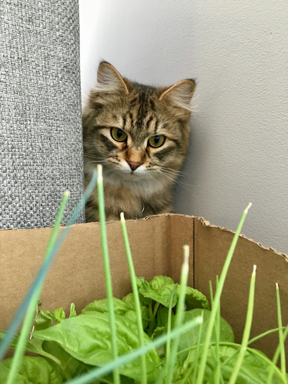 녹색 잎 식물을 보고 있는 갈색 줄무늬 고양이