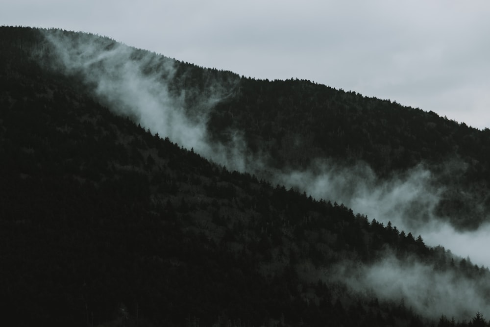 silhouette of trees