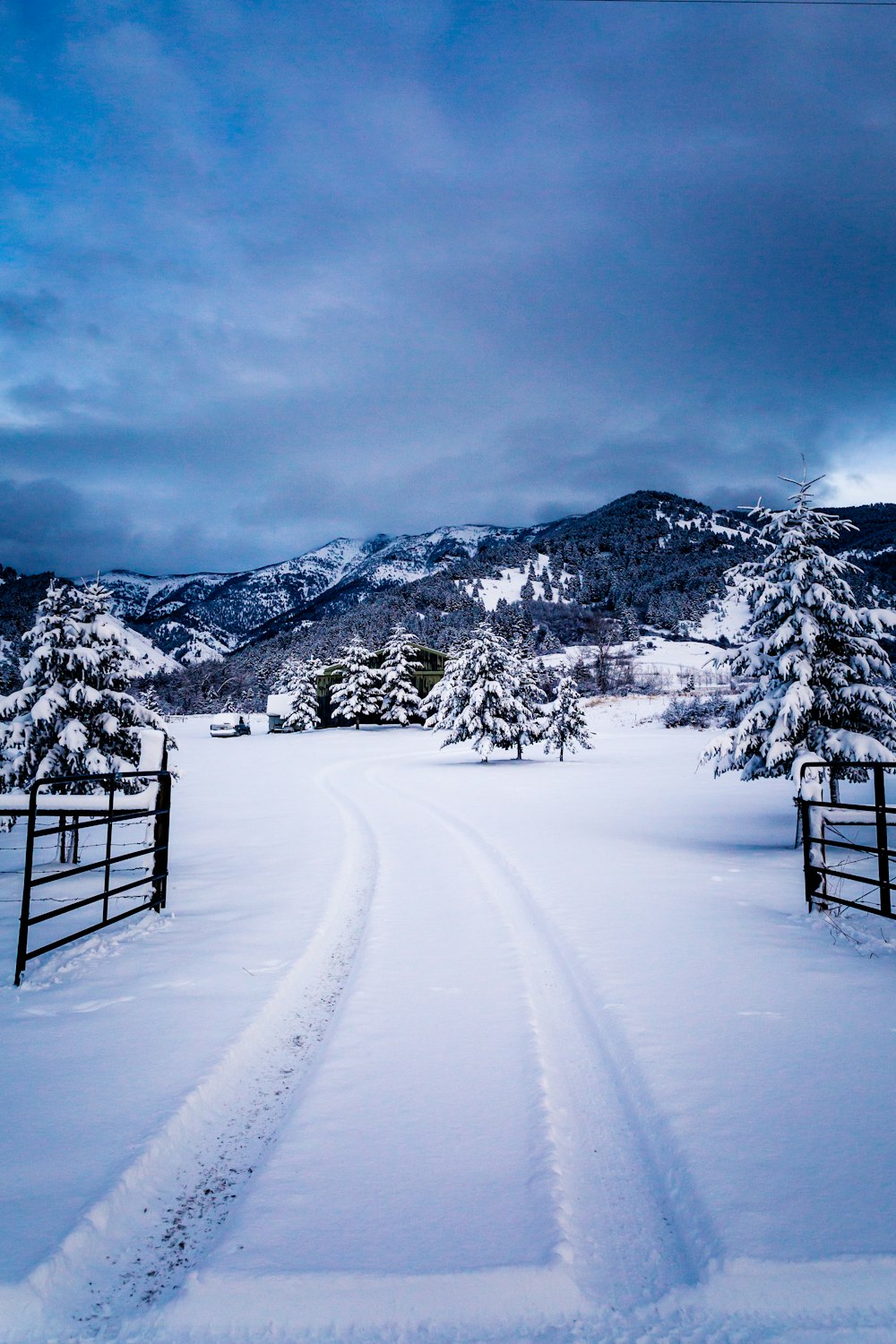 Camino de nieve con árboles de pino bajo el cielo azul durante el día