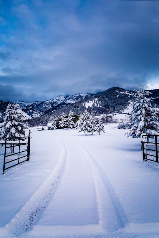 snow path with pine tress under blue sky during daytime in Bozeman United States