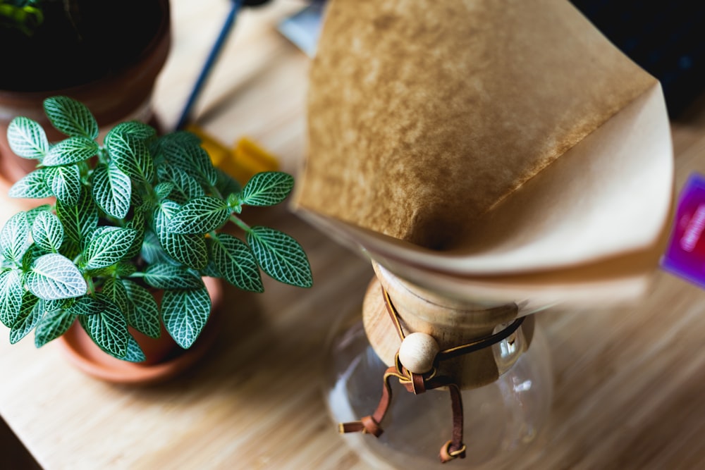 potted plant near glass vase