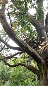 A close-up of a rare tree with intricate bark and vibrant leaves.