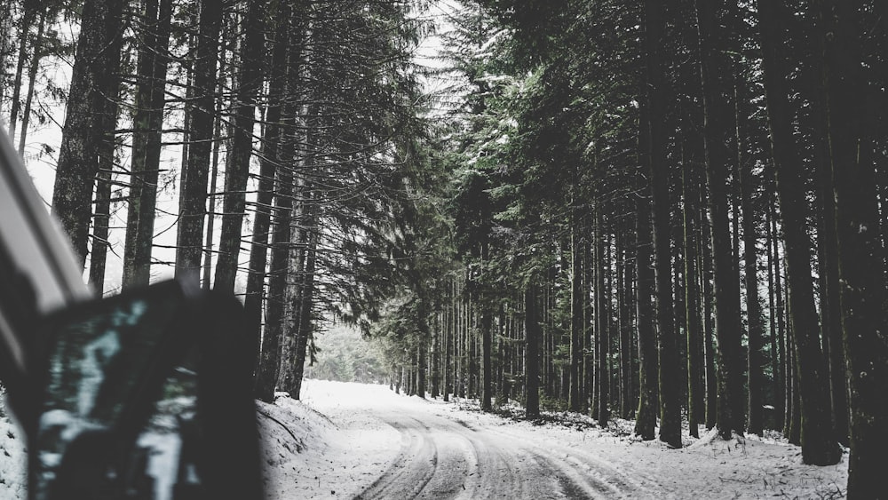 snow path on middle of trees