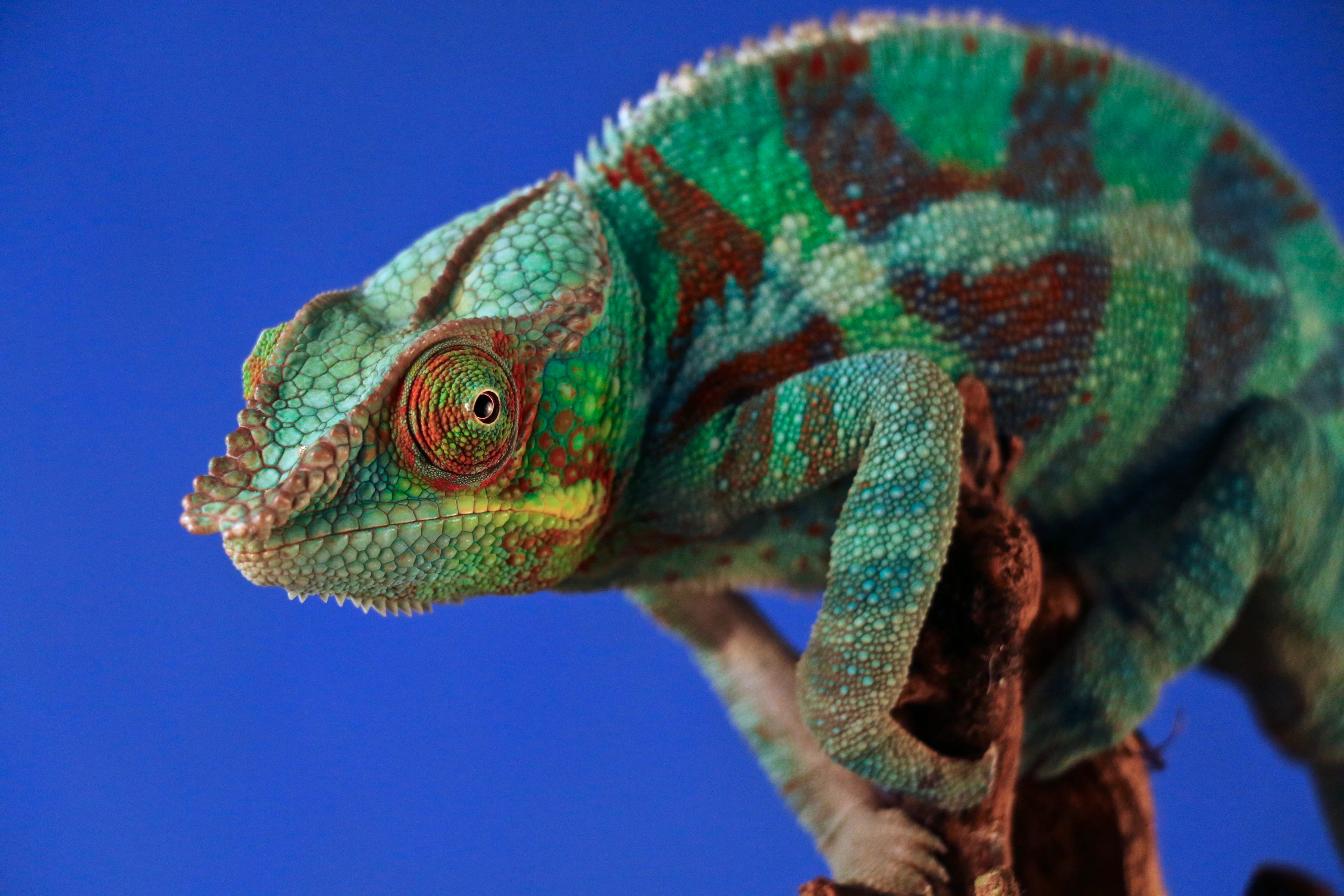 Panther chameleon on a branch against a blue background