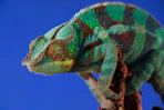 green and brown chameleon