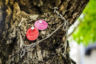 Close-up of a QR code tag attached to a young tree in a lush urban park