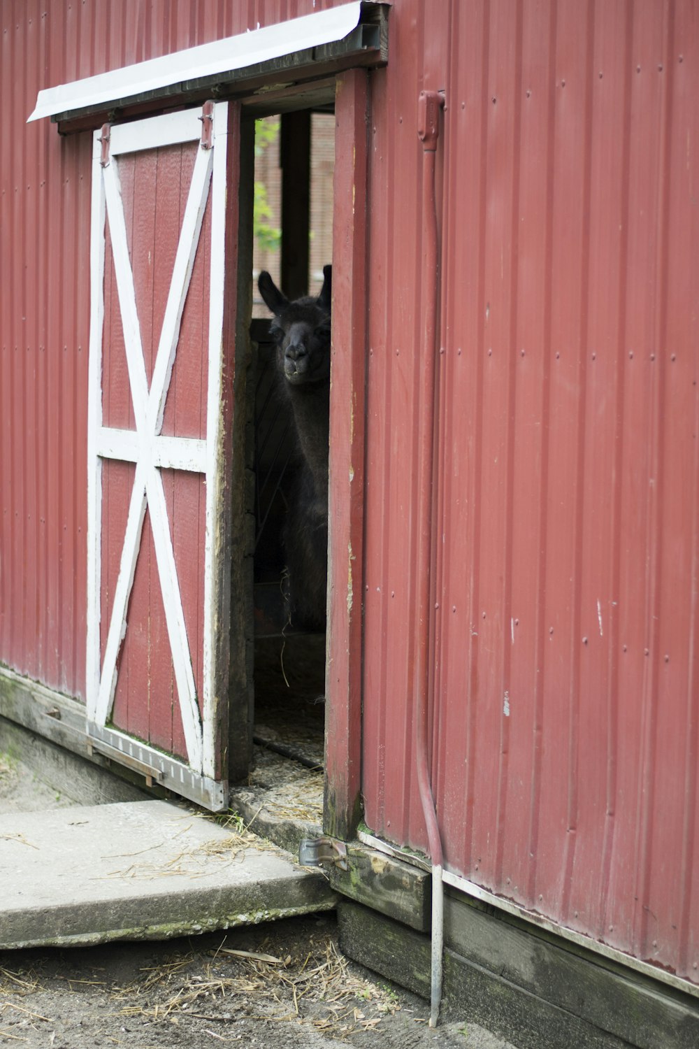 black animal inside barn