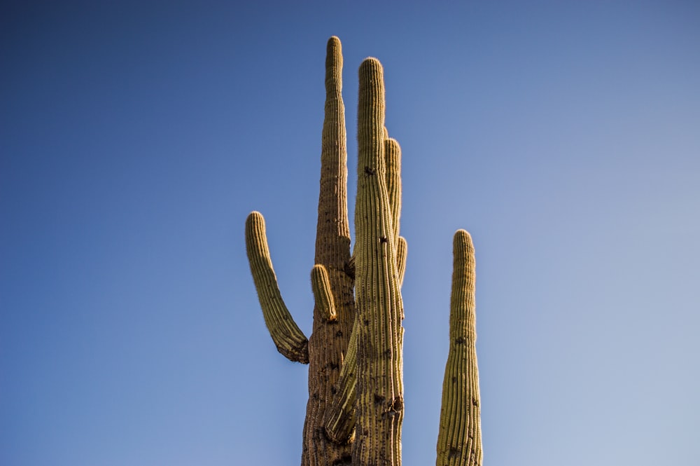 photo of cactus plant during daytime