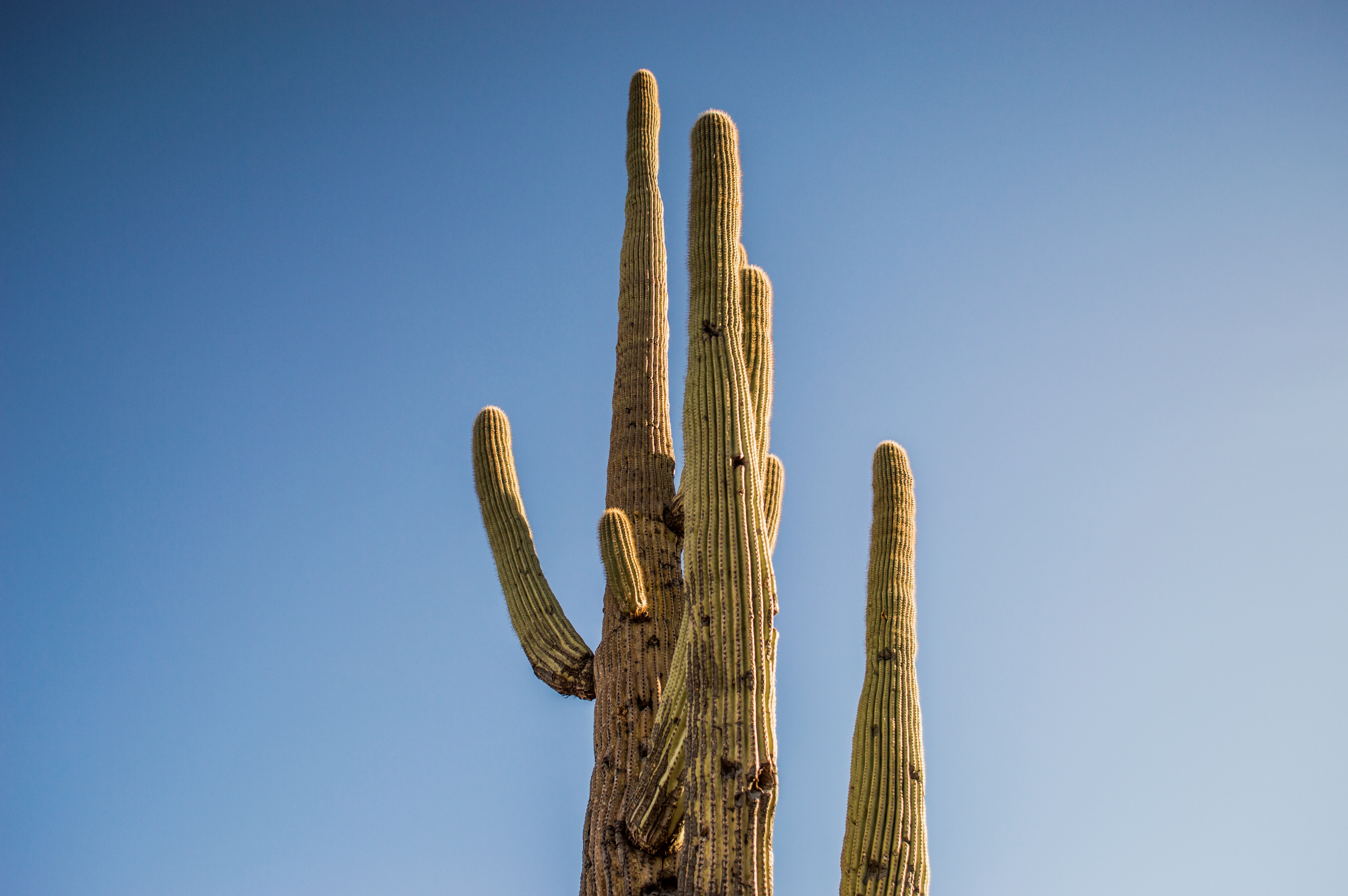 photo of cactus plant during daytime