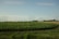 A vast field with rows of green crops stretches out towards the horizon, lined by numerous white wind turbines in the distance. The sky is clear, with a few scattered clouds, suggesting a bright and calm day. Trees are visible at the edge of the field, adding to the serene rural landscape.