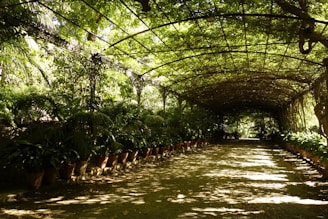 A long, covered walkway is lined with lush potted plants on either side. The structure above is made of metal and is intricately intertwined with greenery, creating a canopy of leaves that filters sunlight onto the path. Shadows and patterns are cast on the ground, adding depth and texture.