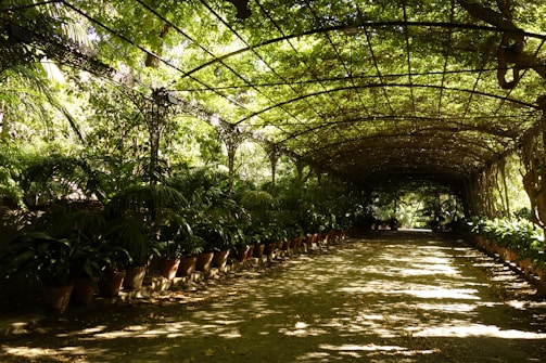 A long, covered walkway is lined with lush potted plants on either side. The structure above is made of metal and is intricately intertwined with greenery, creating a canopy of leaves that filters sunlight onto the path. Shadows and patterns are cast on the ground, adding depth and texture.