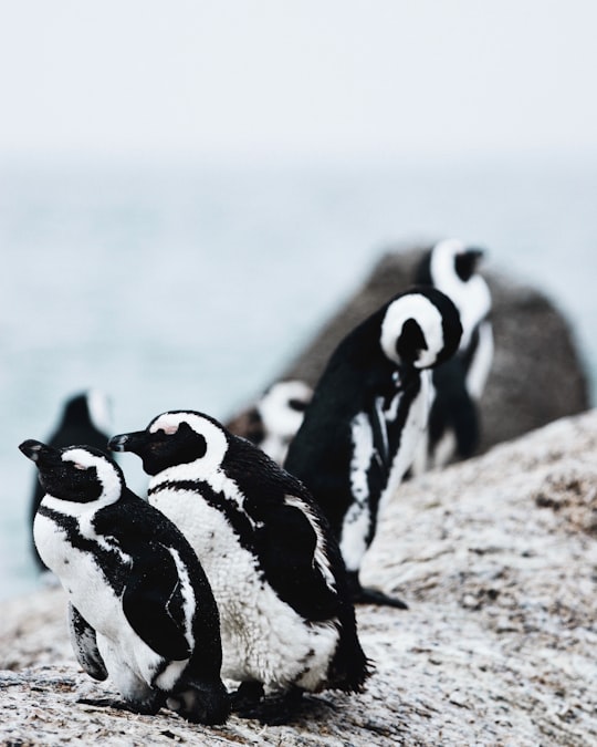 closeup photography of group of penguins in Simon's Town South Africa