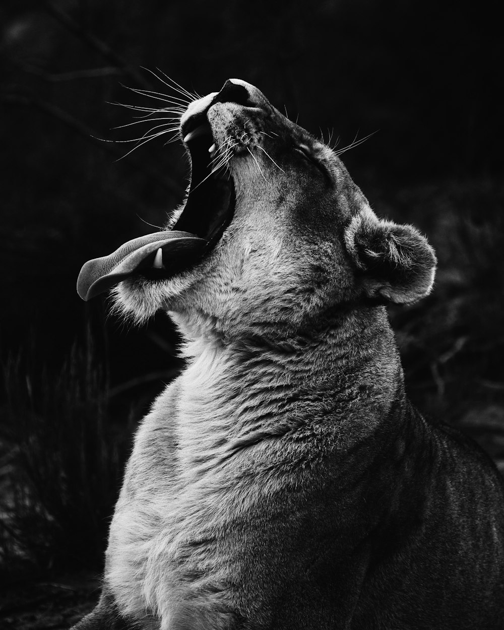 grayscale photography of yawning lioness
