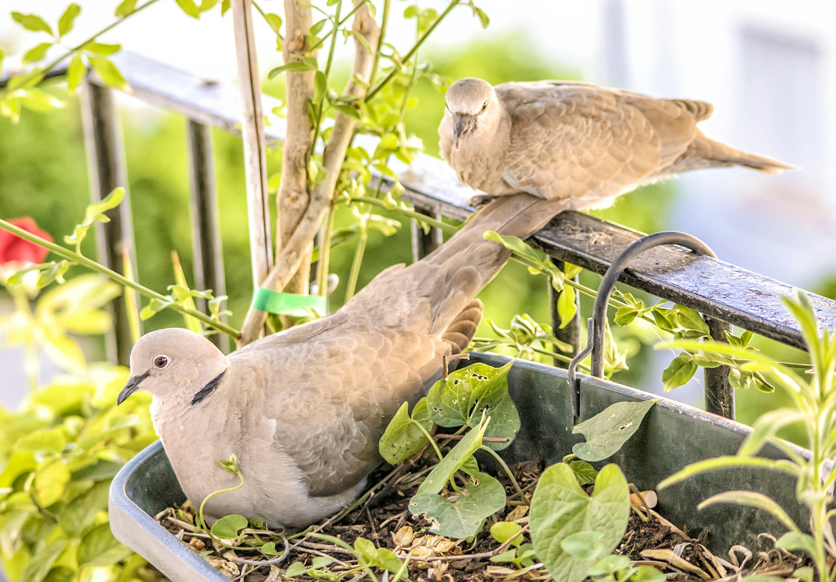 two brown birds on green plant, 
