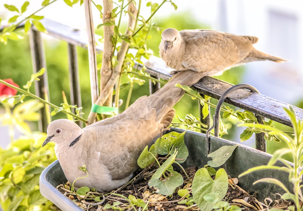 zwei braune Vögel auf grüner Pflanze