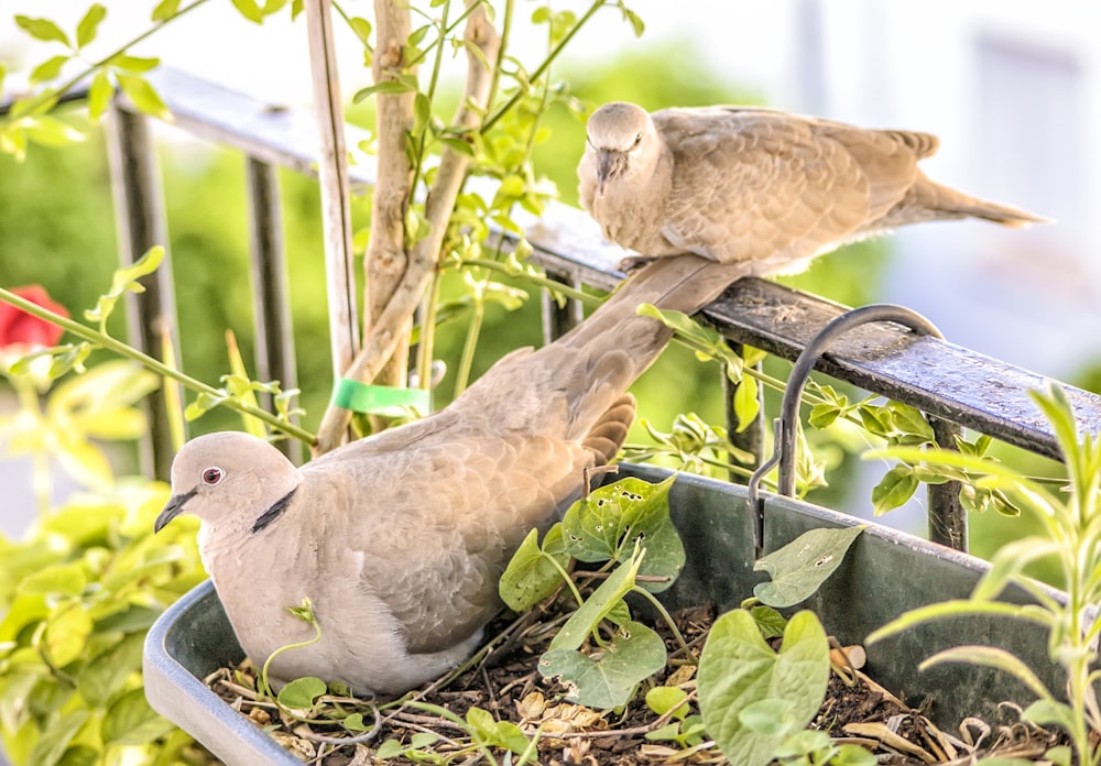 two brown birds on green plant