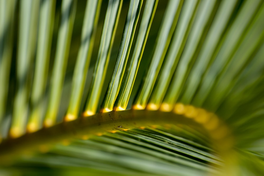 green palm tree