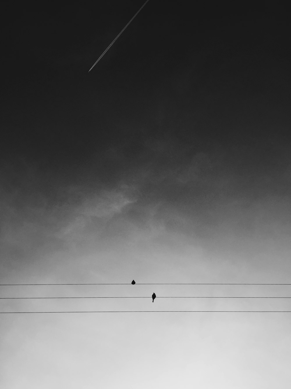 昼間の灰色の空の下、電線にとまる2羽の黒い鳥