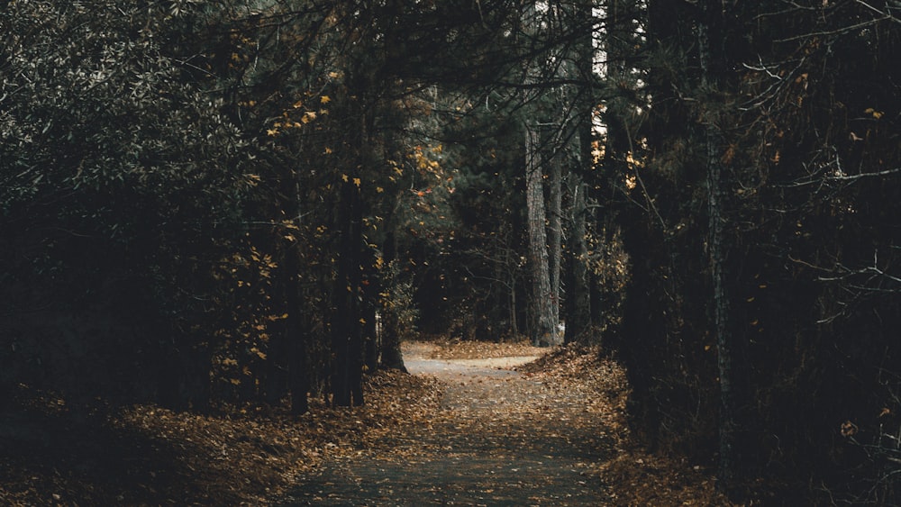 pavement covered with leaves between tall trees