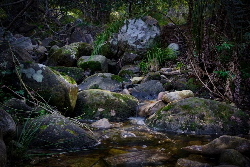 川や木の近くに苔が生えた灰色の石