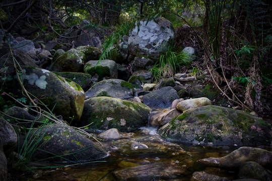 gray stones with moss near river and trees in Kirstenbosch National Botanical Garden South Africa