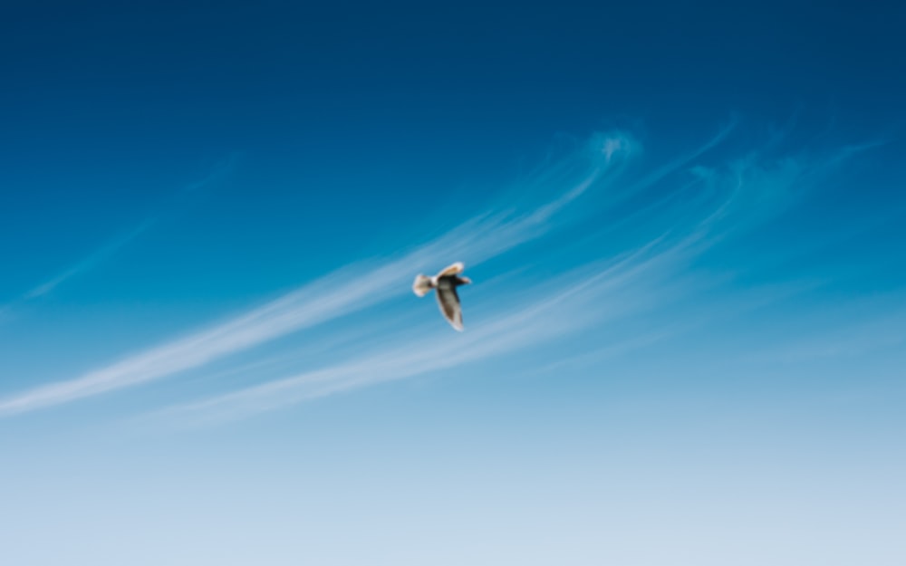 bird flying in sky