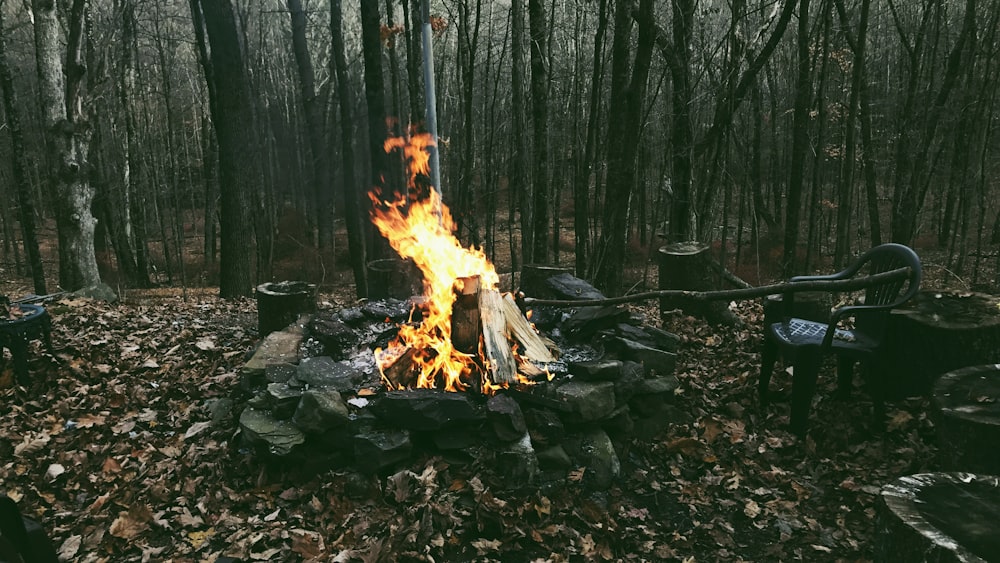 bonfire on forest