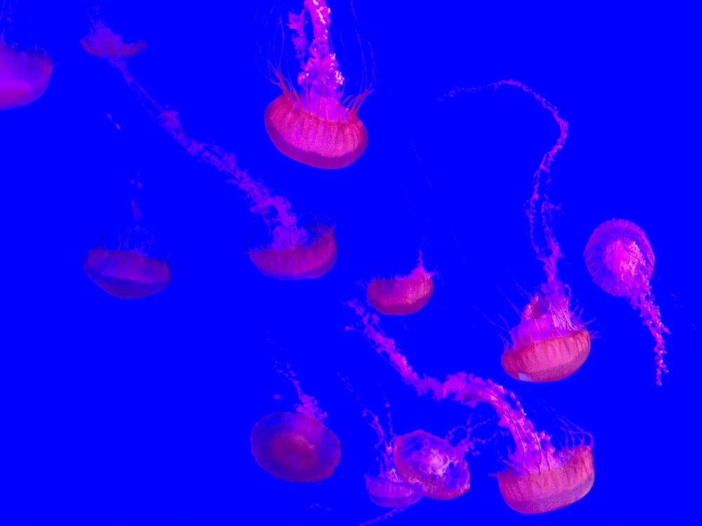 jellyfishes underwater