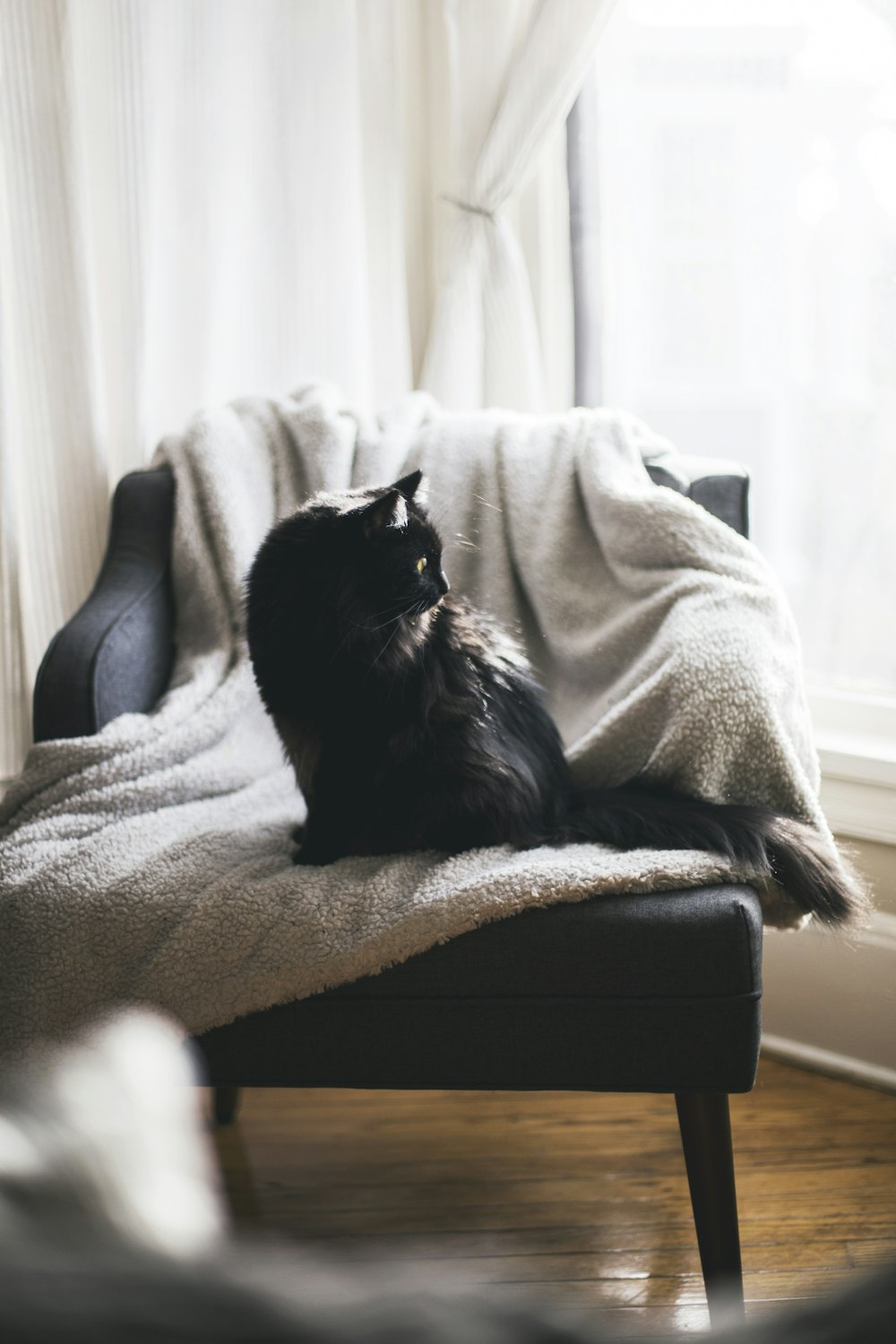 schwarze Katze auf grauem Textil über schwarzem Stuhl