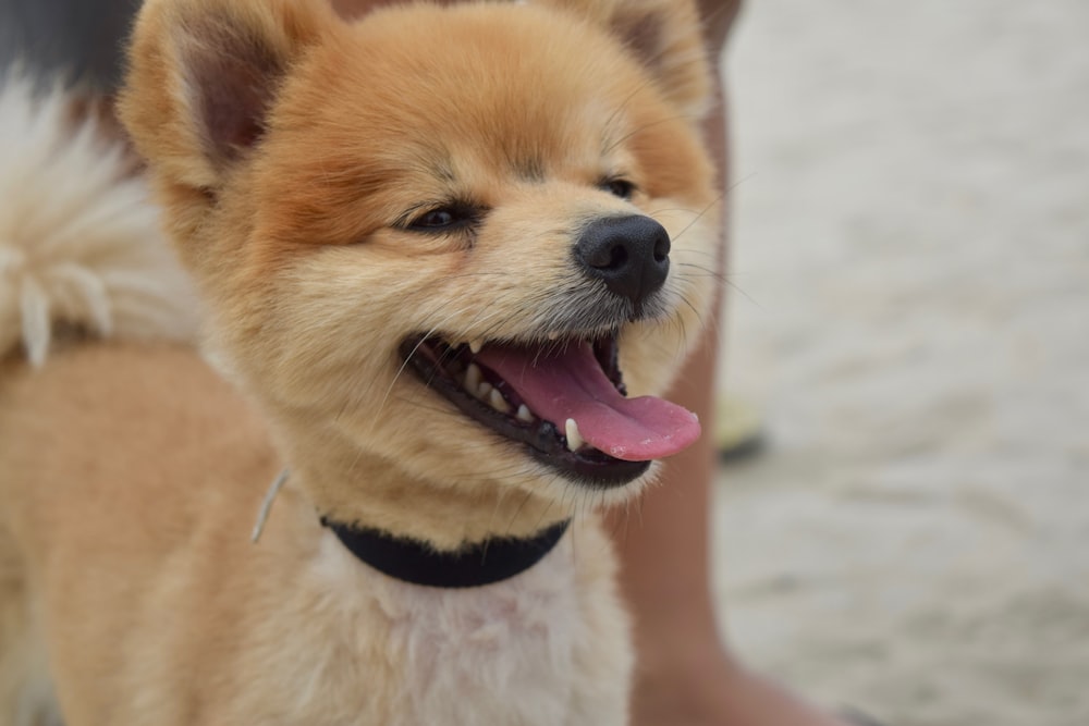 shiba ino with black collar