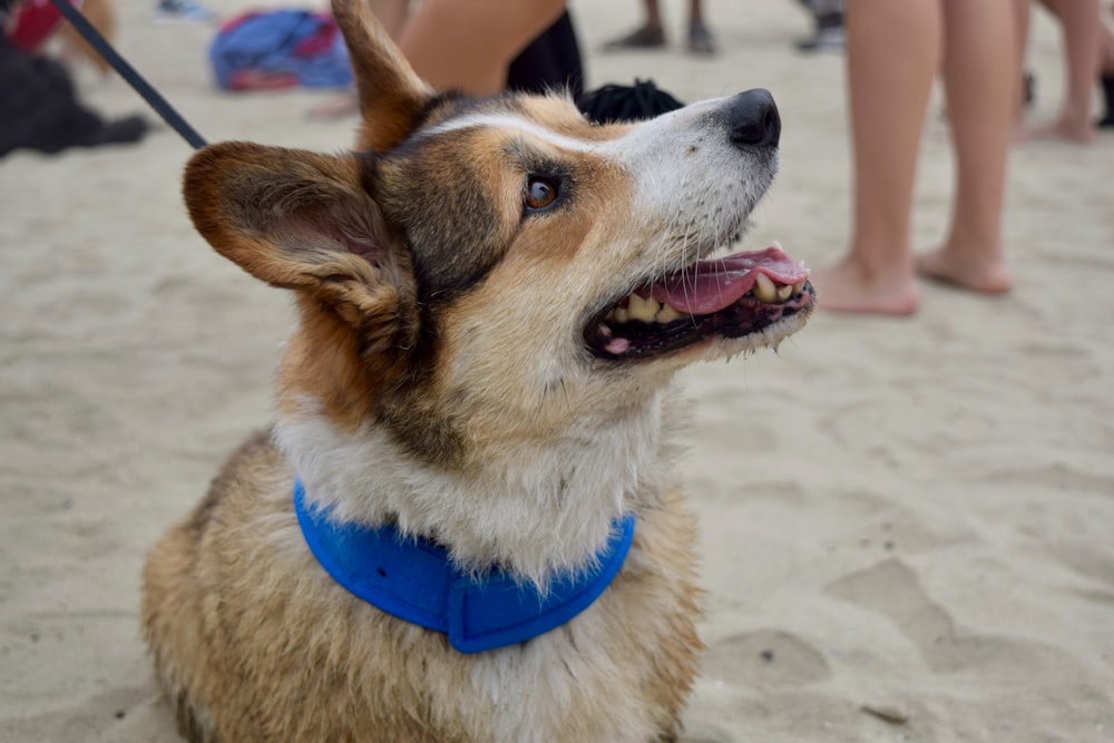 Pembroke Welsh corgi puppy wearing blue collar sitting on sand at daytime