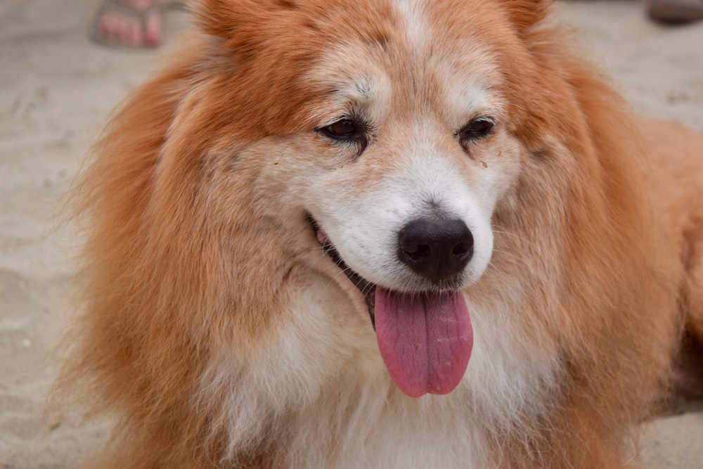 closeup photo of long-coated white and orange dog