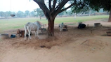 A peaceful scene of cows resting under the shade of a large tree.