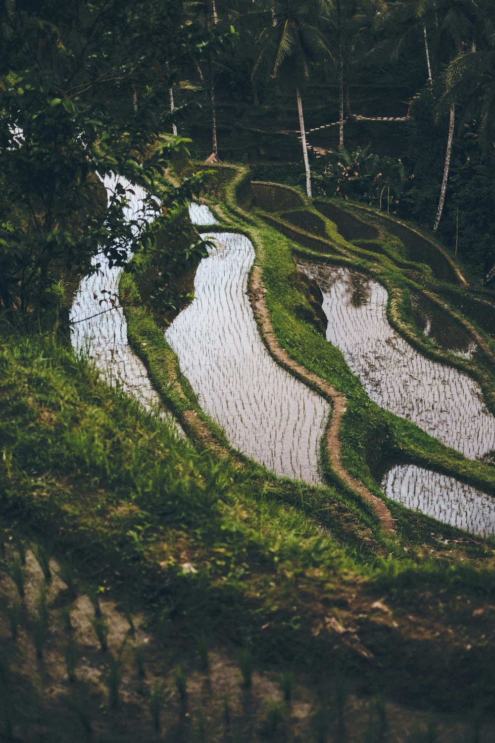 aerial photography of grass field