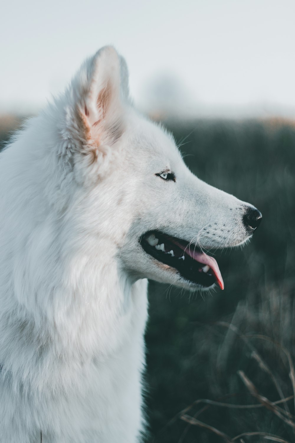 ロングコートの白い犬の浅い焦点写真