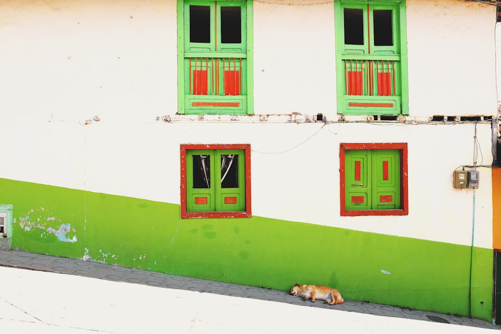 dog sleeping under house shadow