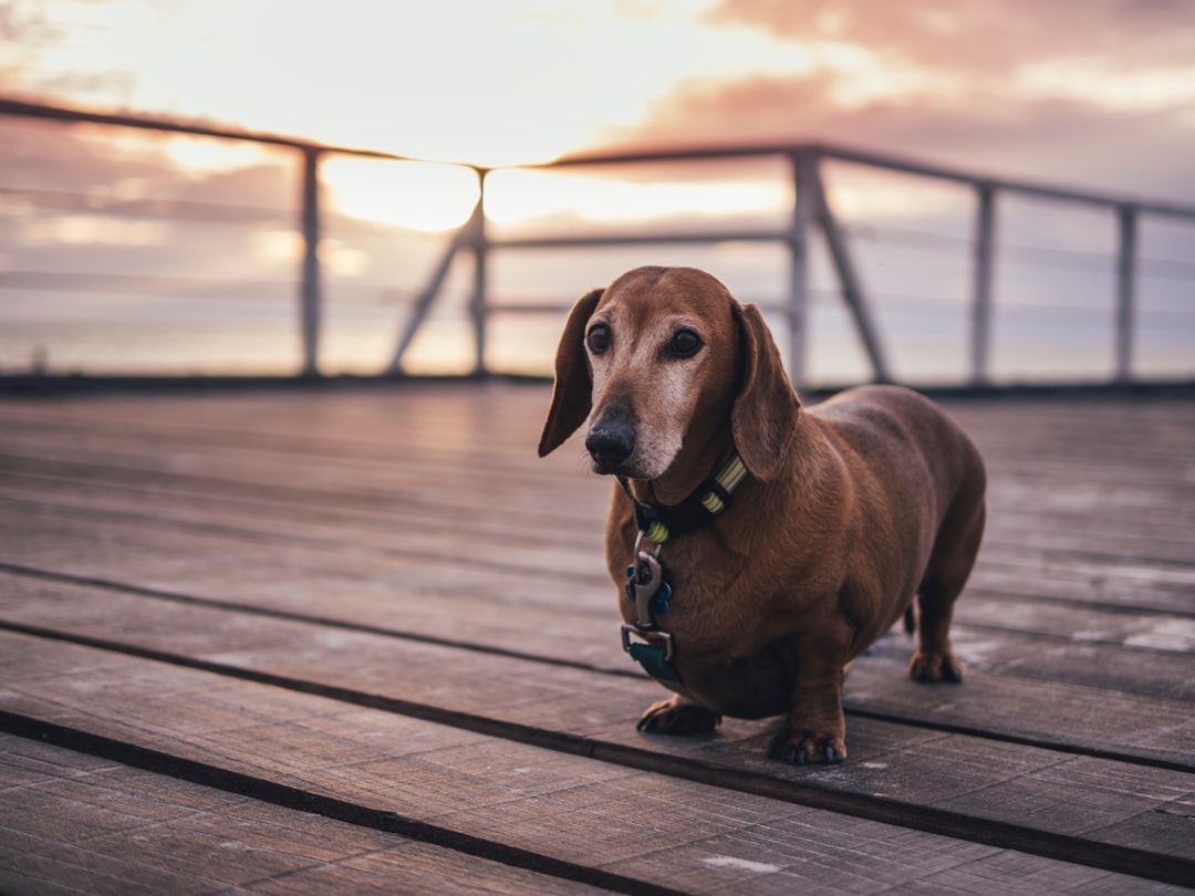 adult tan dachshund on brown wooden ground at sunset