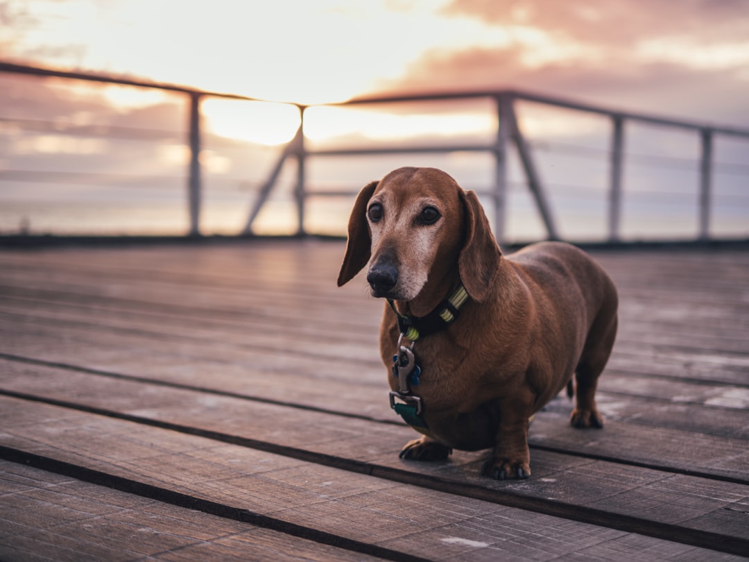 The most compliant model I’ve ever shot… Collin the sausage dog just hanging out on Semaphore Jetty, SA.